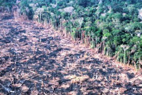 amazon-deforestation