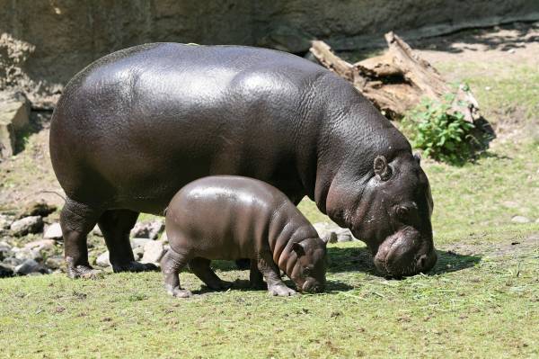 Hippo con cucciolo A