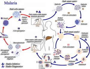 Ciclo Vita Malaria