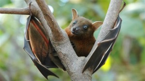 Pipistrello della frutta