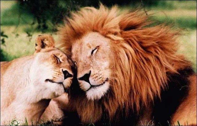 Leone e leonessa