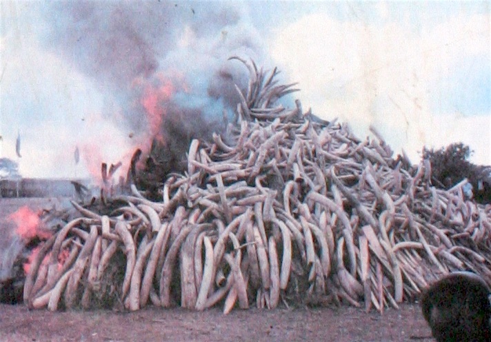 La catasta di avorio data alle fiamme all'Ivory Burning Memorial Site Nairobi National Park, (Courtesy Nairobi National Park)