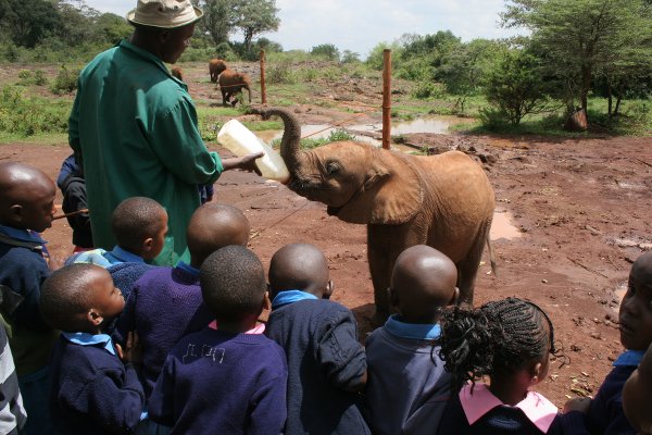 UNa scolaresca di scuola primaria assiste all'allattamento di uno degli elefantini orfani del David Sheldrick Wildlife Trust di Nairobi (foto © Sandro Pintus)