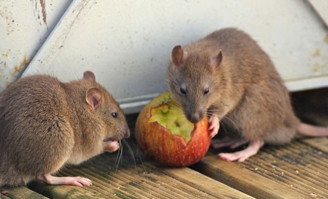 brown-rats-eating