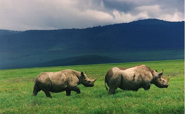 Black rhinos in Ngorongoro crater, Tanzania