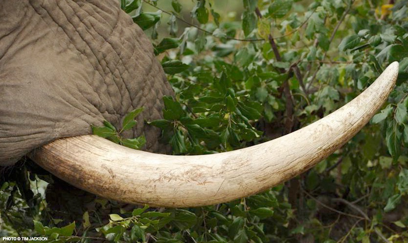 African Elephant Tusk (courtesy IFAW)