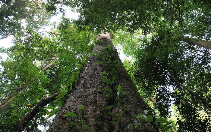 entandrophragma excelsum, l'albero più alto dell'Africa, in Tanzania
