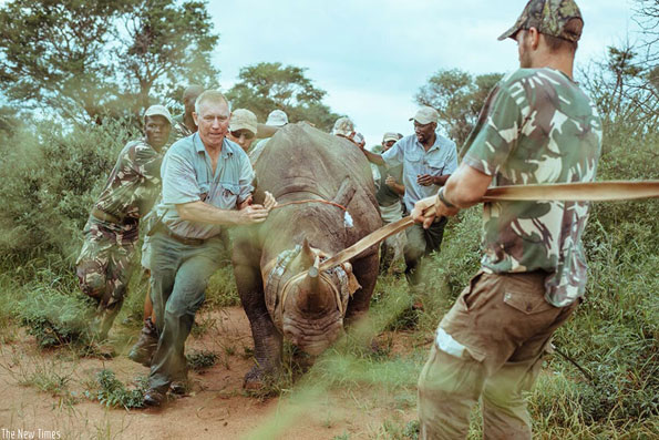 L’ambientalista ungherese Krisztián Gyöngyi mentre cattura assieme ai rangers un rinoceronte per trasferirlo in salvo nel parco dell’Akagera in Ruanda