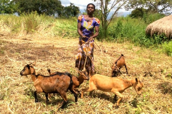 Distribuzione di capre a quasi mille donne nigeriane nel nord-est del Paese