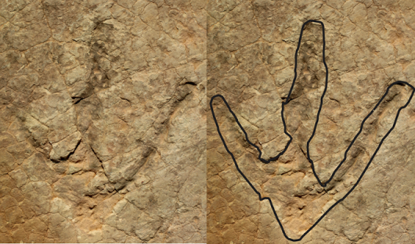 Orme di dinosauro ritrovate nel Lesotho