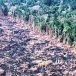 amazon-deforestation