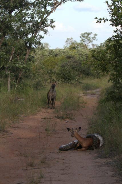 Situazione difficile al Nairobi National Park: un’antilope, un pitone e una iena (che se la ride)