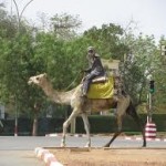 Cammelli in centro Niamey