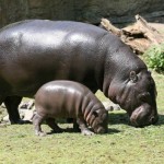 Hippo con cucciolo A