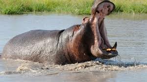 Un enorme ippopotamo piomba sulle spiagge di Malindi e terrorizza i turisti