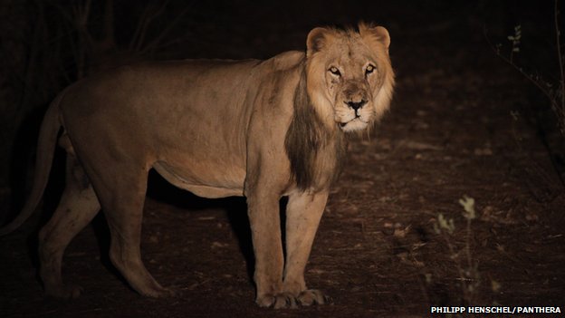 SOS leoni: in Africa occidentale sono in estinzione