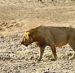 Male lion in Pendjari Park Benin