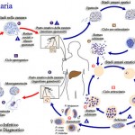 Ciclo Vita Malaria