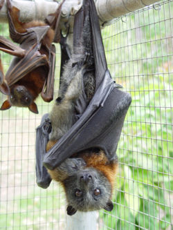 Forse il contagio di ebola viene dai pipistrelli: vietata in Guinea la loro vendita nei ristoranti