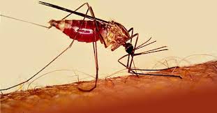 Allarme degli scienziati: la Terra si scalda e la malaria invade nuove zone