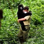 abbracciato a un gorilla