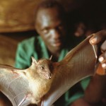 Guinea-Bats-Ebola