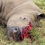 A rhino poached on a private ranch Oserian Wildlife Sanctuary