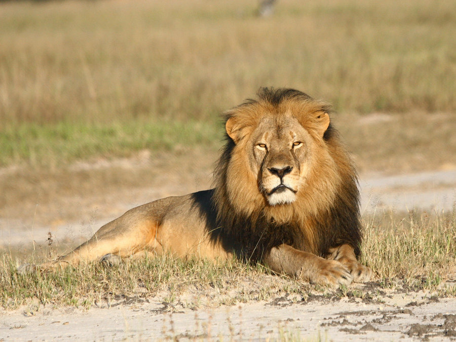 Bracconiere paga 50 mila dollari e ammazza Cecil il leone simbolo dello Zimbabwe