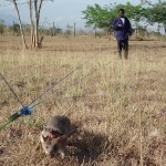 Ratto gigante del Gambia in un campo minato