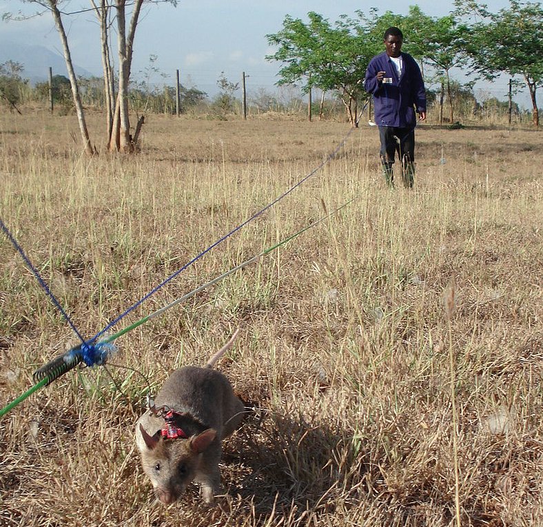Ratto gigante del Gambia in un campo minato