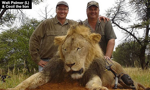Zimbabwe, il cacciatore che ha ucciso il leone Cecil non è più incriminato: aveva le carte in regola