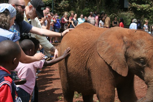 Il pubblico e gli elefantini orfani del David Sheldrick Wildlife Trust di Nairobi (foto © Sandro Pintus)