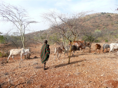 Photo: www.karamoja.eu - Cattle can be more resilient than crops