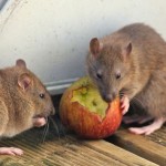 brown-rats-eating