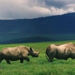 640px-Black_rhinos_in_crater