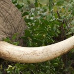 African Elephant Tusk (Courtesy IFAW)