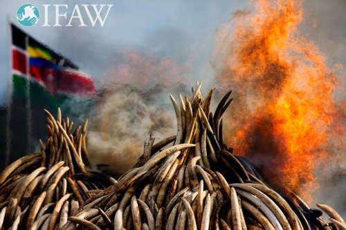 Falò di avorio in Kenya (foto courtesy IFAW)