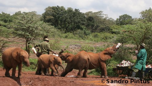 Orfanotrofio degli elefanti a Nairobi