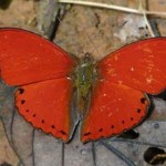 papillon-sangaris-700×350-700×336