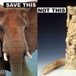 save_this_not_this-IFAW500x373