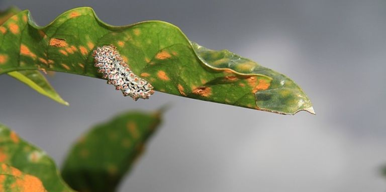 Zambia, un’invasione di voracissimi bruchi africani compromette il raccolto del mais