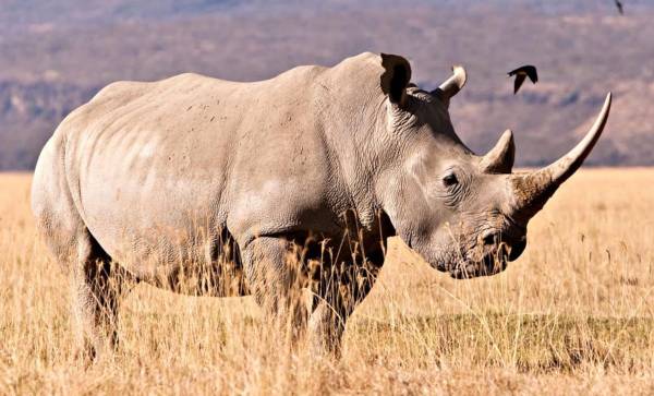 Namibia, government issues 95,000 euro permit to hunt and kill a rhino