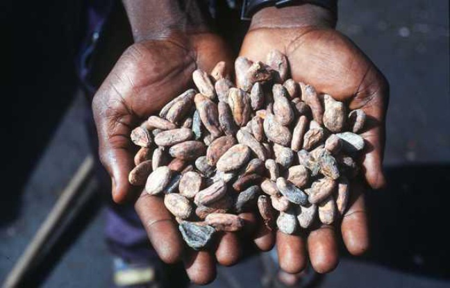 Costa d’Avorio: il cacao non si vende più e l’economia va in profonda crisi
