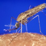 Anopheles_gambiae_mosquito_feeding_1354.p_lores