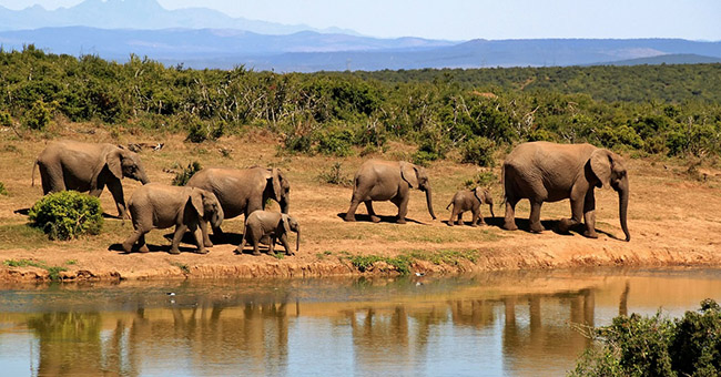 Mai disturbare le elefantesse: ammazzato cacciatore sudafricano nello Zimbabwe