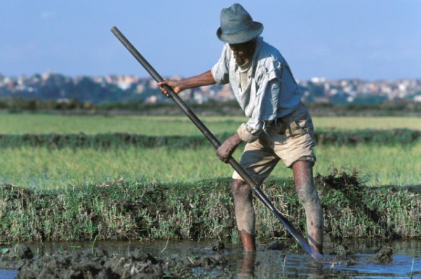 Lento ritorno alla normalità del prezzo del riso in Madagascar