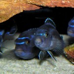ciclidi640px-Melanochromis_cyaneorhabdos