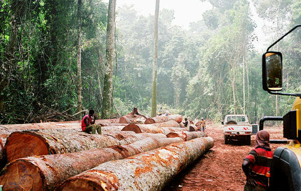 Deforestazione nelle aree dei pigmei (foto © © Kate Eshelby /Survival)