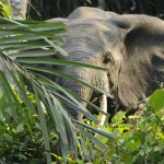 Forest_elephant