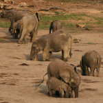 Forest_elephant_group_2